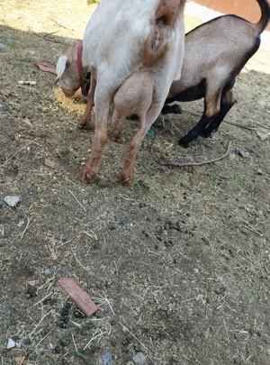 vind capra cu doua iedute - imagine 3