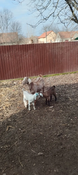 vind capra cu doua iedute - imagine 4