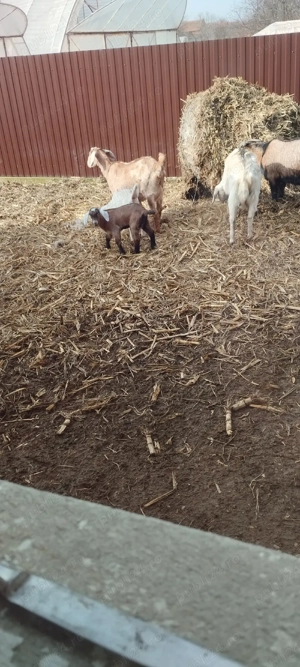 vind capra cu doua iedute - imagine 2