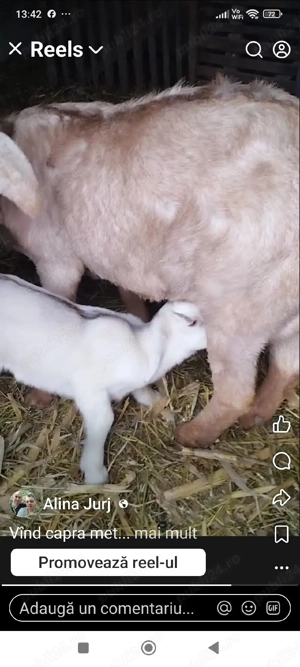 vind capra cu doua iedute