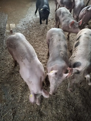 Vând soldani dela 40la 60kg - imagine 3