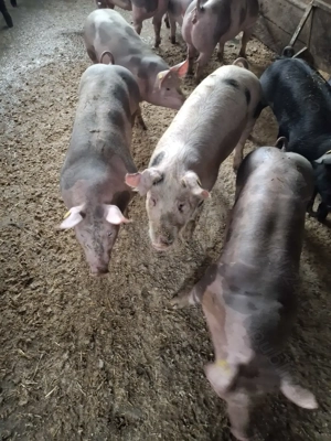 Vând soldani dela 40la 60kg - imagine 4