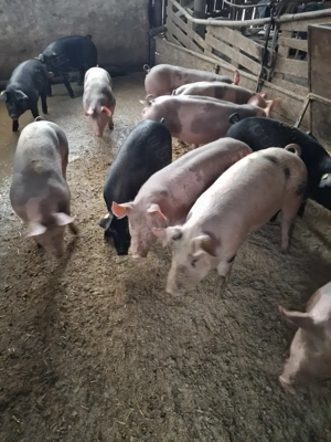 Vând soldani dela 40la 60kg - imagine 2