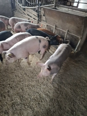 Vând soldani dela 40la 60kg - imagine 5