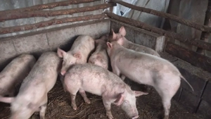 Grasuni     - imagine 3