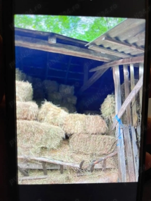 Vand baloti lucerna randul 1,2 si 3.Balotii sunt neplouati, s-au balotat noaptea calitate garantata!