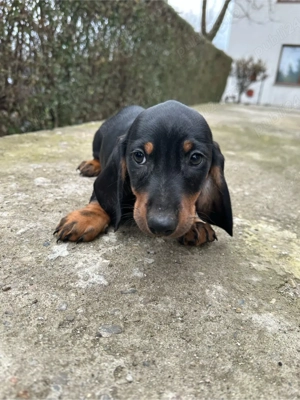 Teckel Negru Cu Pete De Foc - imagine 5