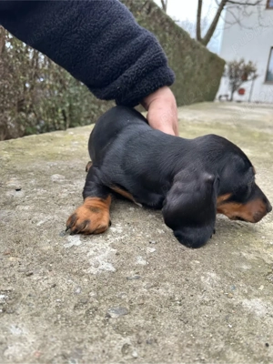 Teckel Negru Cu Pete De Foc - imagine 4