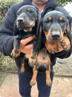 Teckel Negru Cu Pete De Foc - imagine 2