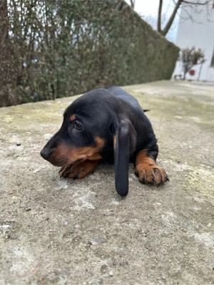 Teckel Negru Cu Pete De Foc - imagine 3