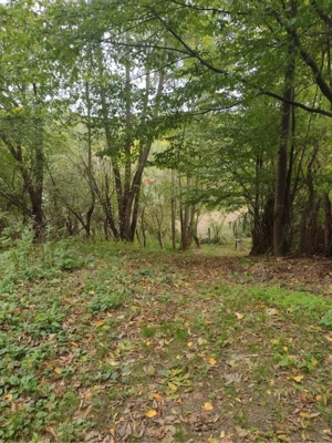 Teren intravilan 3398mp Provița de Sus - imagine 4