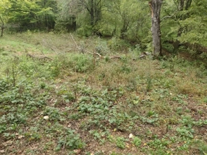 Teren intravilan 3398mp Provița de Sus - imagine 2