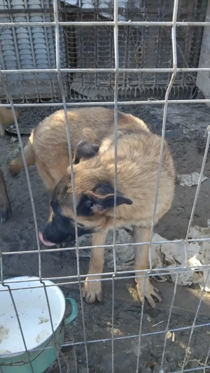 Mascul Ciobănesc Belgian - imagine 4