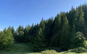 Vând pădure - imagine 2