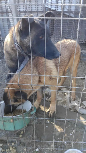 Mascul Ciobănesc Belgian - imagine 3