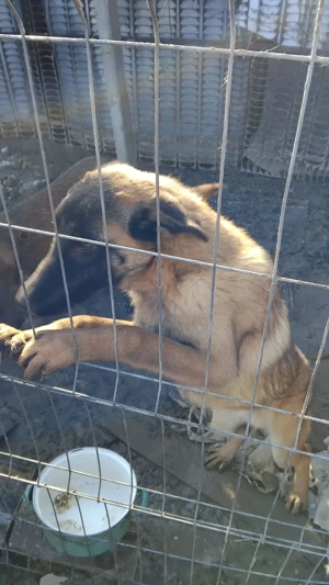 Mascul Ciobănesc Belgian - imagine 2