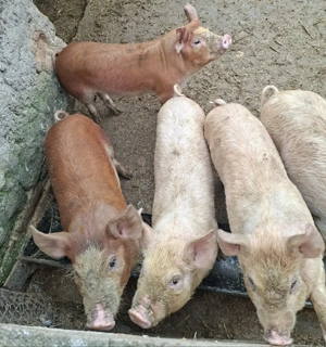 Pereche porci - imagine 5