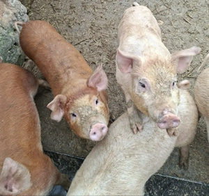 Pereche porci - imagine 4