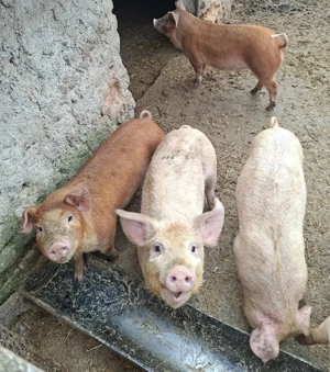 Pereche porci - imagine 2