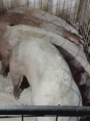 porci de carne - imagine 3