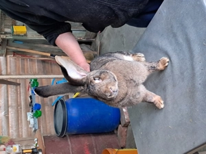 Vând Femelă Rasa Uriaș German Gri - imagine 5