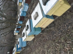 Vand 16 famili de albine