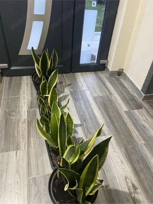 plante limba soacrei 