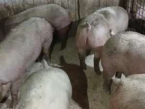 porci de carne - imagine 4