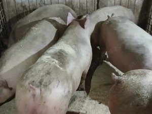 porci de carne  - imagine 4