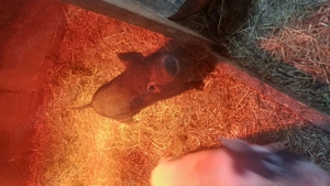 Purcei vietnamezi de vanzare - imagine 3