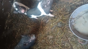 Purcei vietnamezi de vanzare - imagine 5