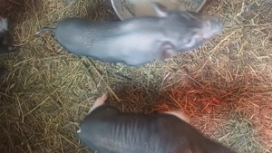 Purcei vietnamezi de vanzare - imagine 4