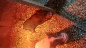 Purcei vietnamezi de vanzare - imagine 2