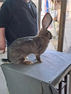 Vând Femelă Rasa Uriaș German Gri - imagine 3