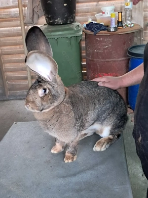 Vând Femelă Rasa Uriaș German Gri - imagine 4