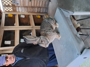 Vând Mascul Rasa Uriaș German Gri - imagine 5