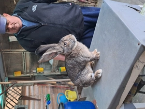 Vând Mascul Rasa Uriaș German Gri - imagine 3