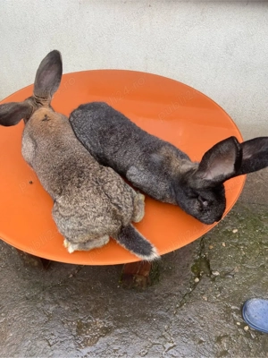 de vinzare - imagine 2