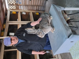 Vând Mascul Rasa Uriaș German Gri - imagine 2