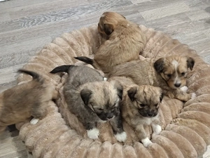 Vand Bitchoni  - imagine 3