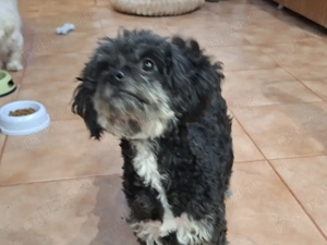 Vand Bitchoni  - imagine 4