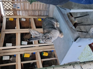 Vând Mascul Rasa Uriaș German Gri - imagine 4