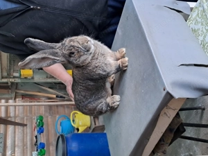 Vând Mascul Rasa Uriaș German Gri - imagine 2