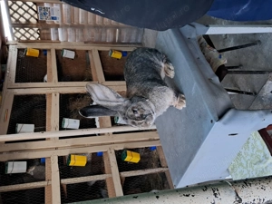 Vând Mascul Rasa Uriaș German Gri - imagine 3