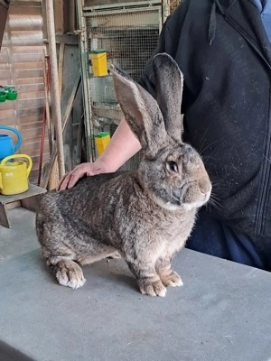 Vând Mascul Rasa Uriaș German Gri