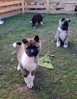american akita cu pedigree - imagine 3