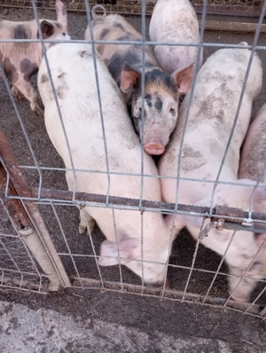 Purcei de vânzare: - imagine 3