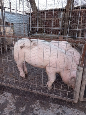 Purcei de vânzare: - imagine 2