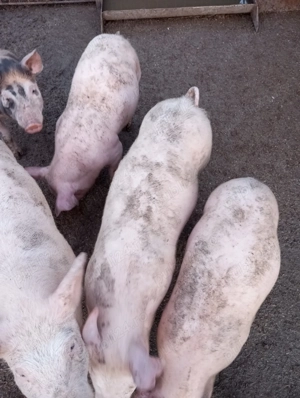 Purcei de vânzare: - imagine 4