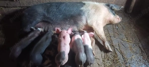 scroafa cu purcei  - imagine 2